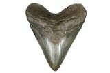 Fossil Megalodon Tooth - South Carolina #180940-1